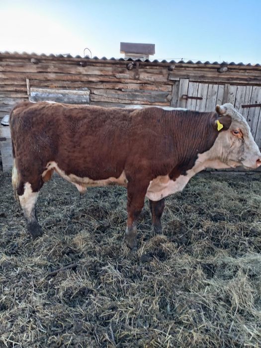 На продажу бычки