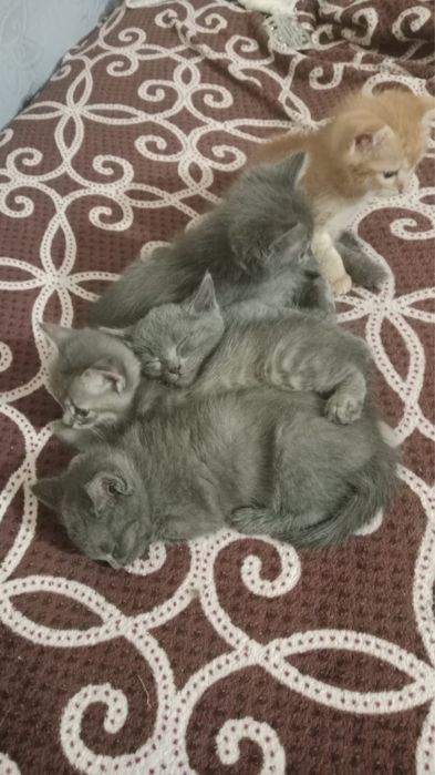 Отдам котят в хорошие руки