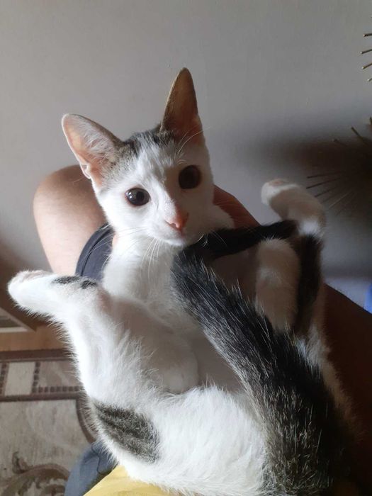 Подарявам мъжко котенце