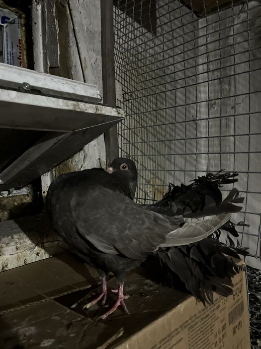 Голубка павлин (самка)