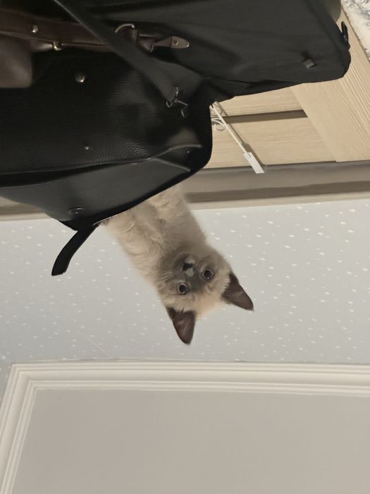 Взрослая кошка бесплатно