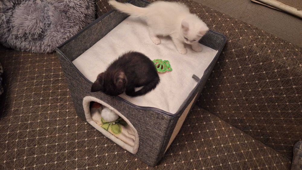 Котята  2 месяца