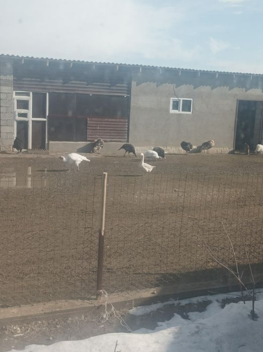 Индюки,индюшки .