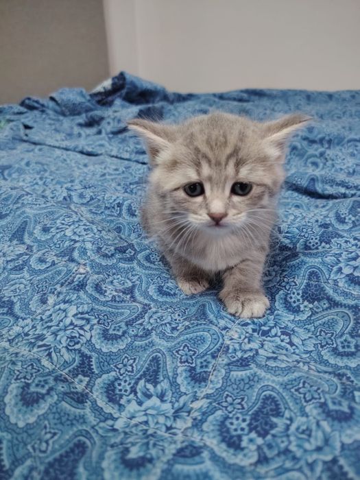 Отдам котят 1,5 месяца