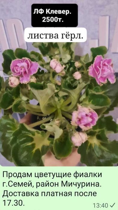 фиалки сортовые цветущие