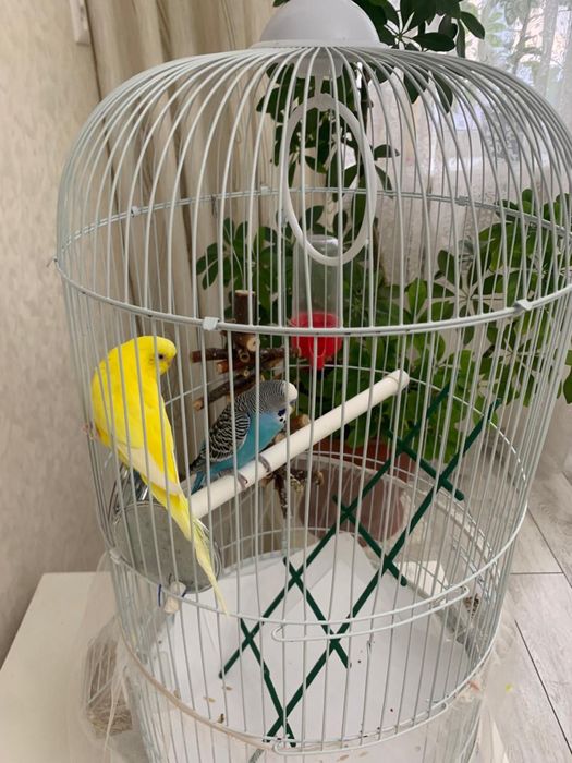 Продаются попугаи мальчик и девочка вместе с клеткой