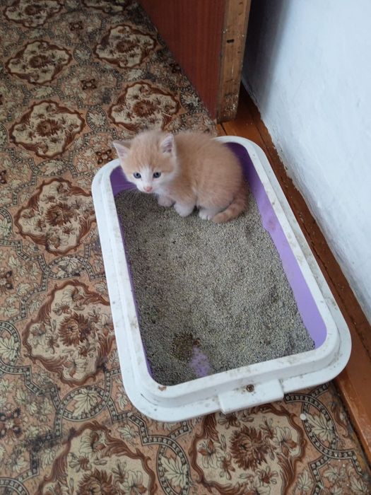 Продам котят по 2000