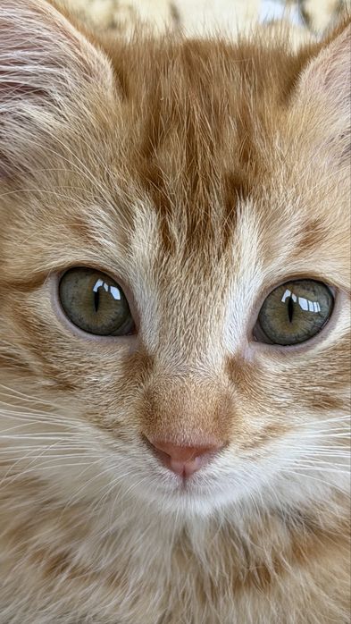 Котенок, мальчик, 3 месяца