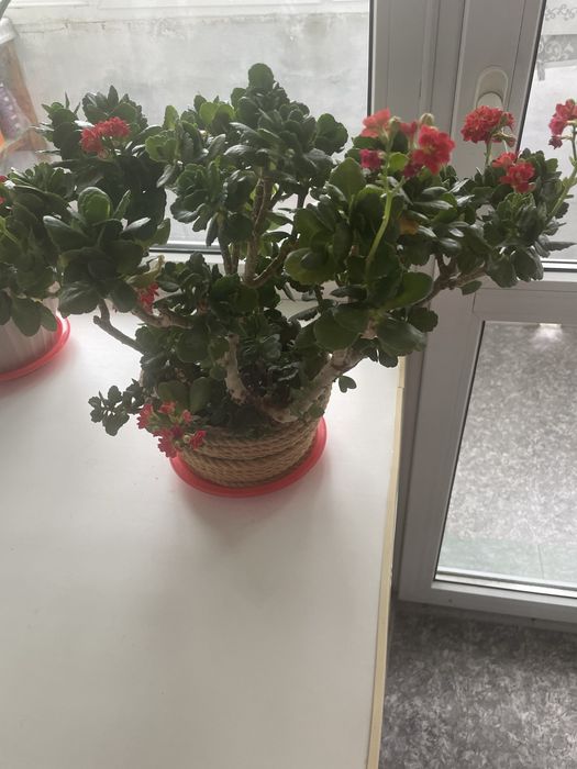 Продам цветы комнатные кшт