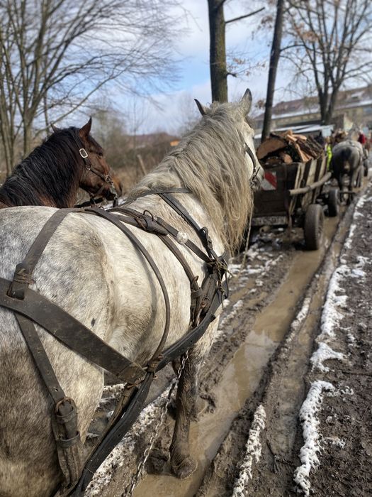 De vanzare !! Un armasar de 8 anii!!