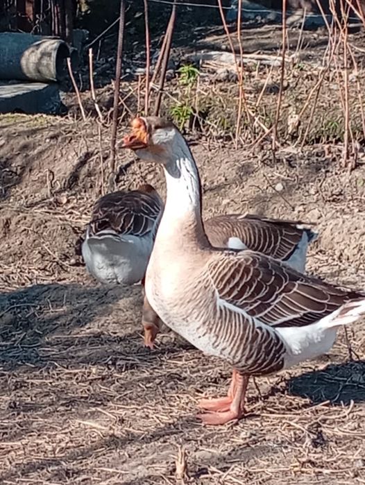 Продам гусей, семейка