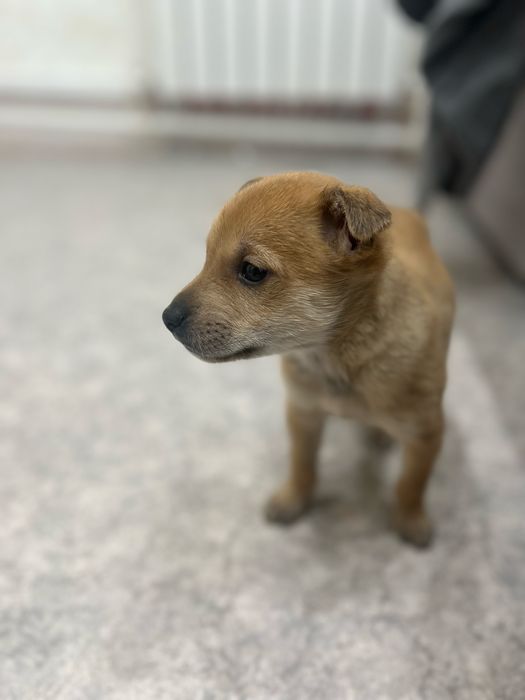 Отдадим щенят в добрые руки