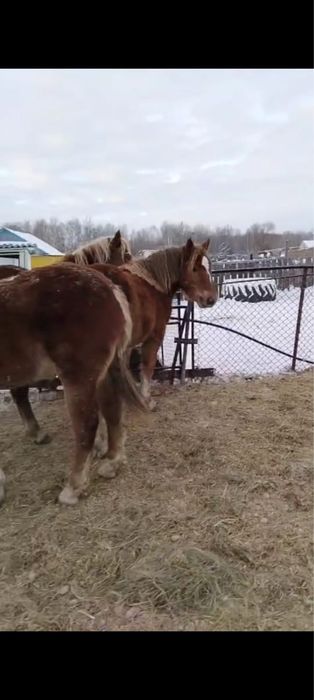 Продам тяжеловозных кобылок