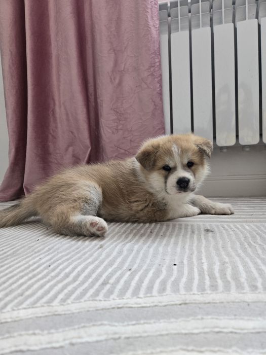 Щенок Акита ину девочка