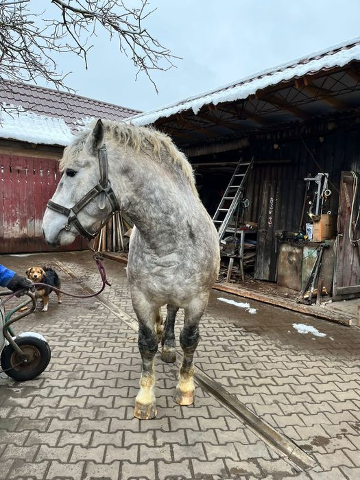 Armăsar de vânzare sau monta