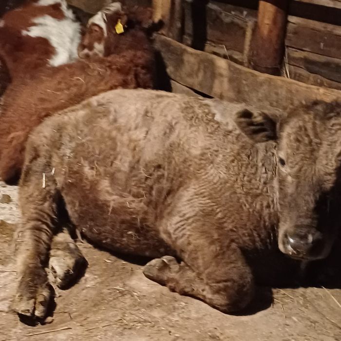 Обменяю скот на машину 7голов 4лошади 1телка 1бычек  и подсос теленок