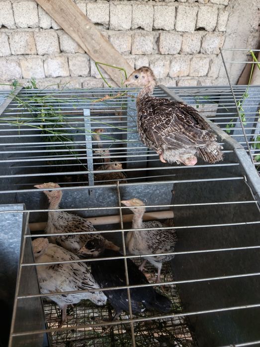 Kurka jojalari bor 1 oylikdan oshgan 135 mingdan