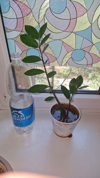 Цветы по 900 за горшок