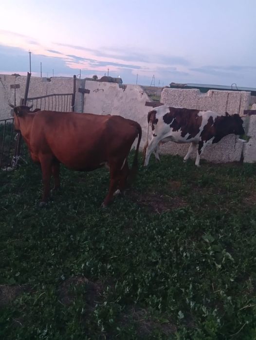 продам молочных коров