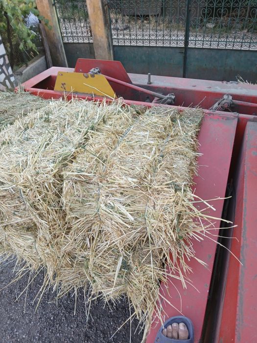 Vând baloți de paie de orz