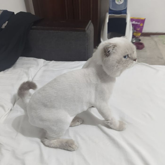 Отдадим в хорошие руки