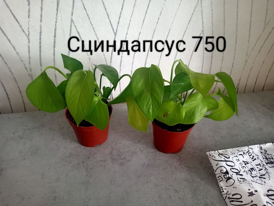 Продам комнатные цветы