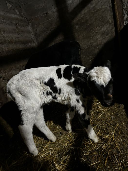 Продаются 3 телёчки