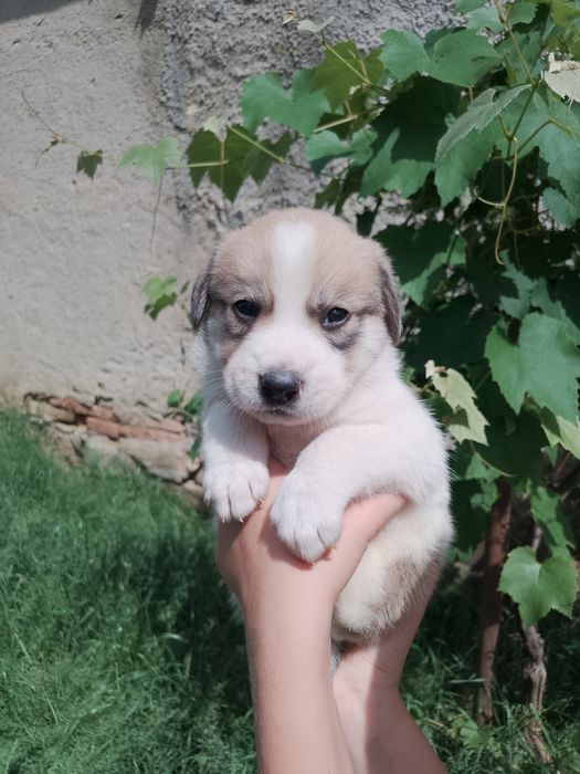 Adoption Căini...