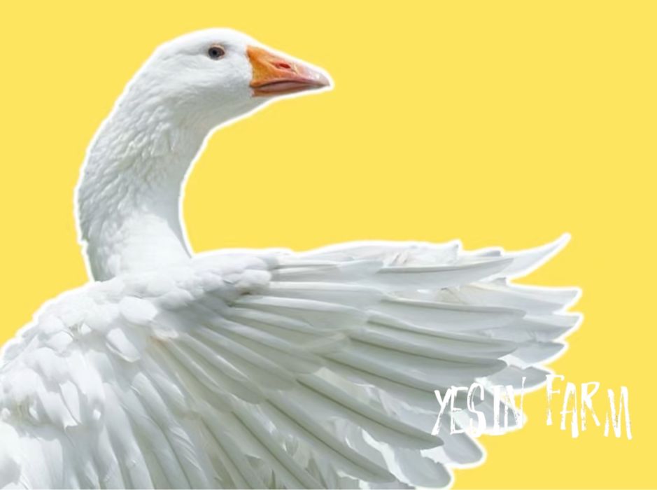 Гусиные инкубационные яйца Линда для быстрого увеличения стада