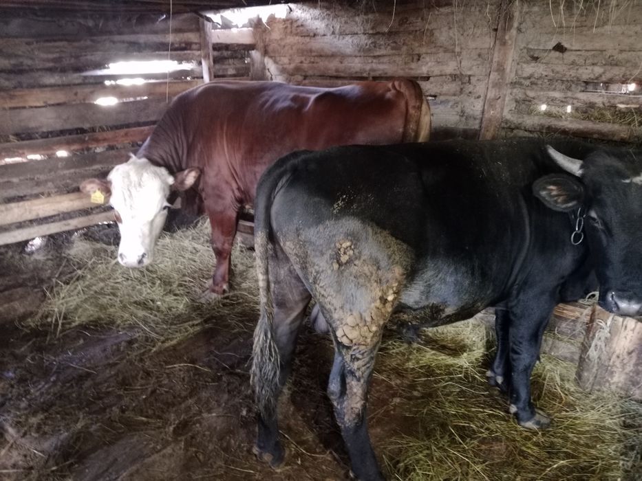 Продам бычков две головы