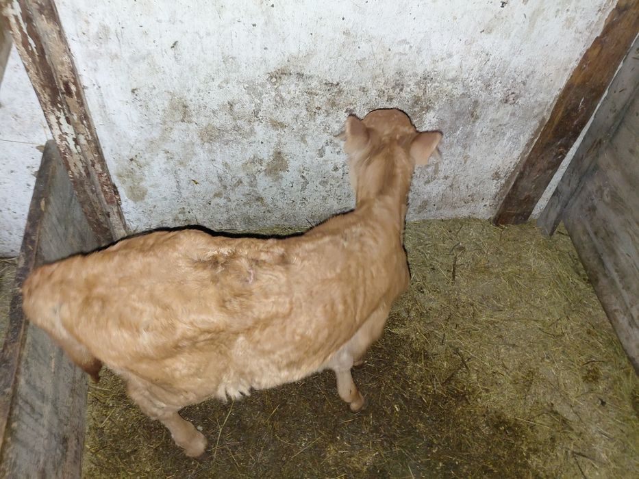 Телёнок 2 недельный