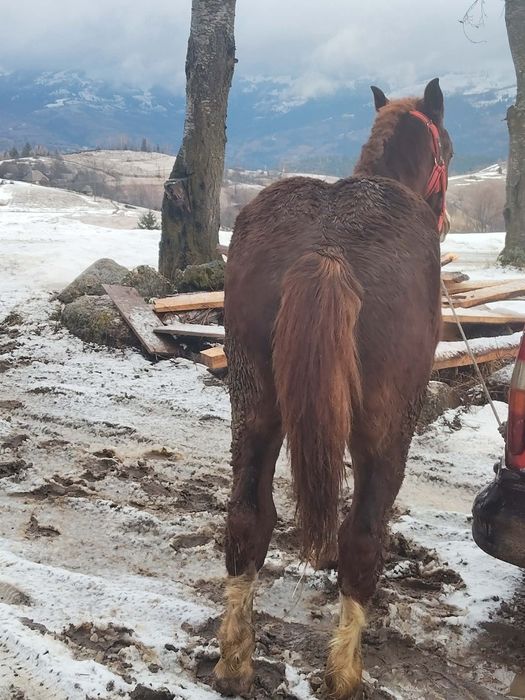 Mânz cuminte de vânzare