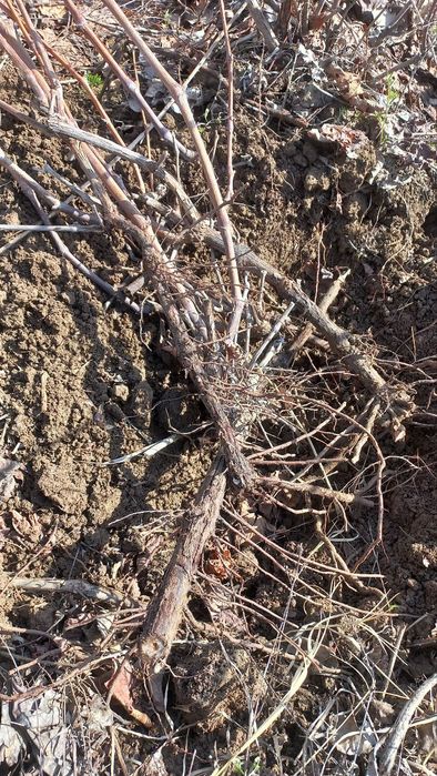 Taypi uzum ko'chatlar