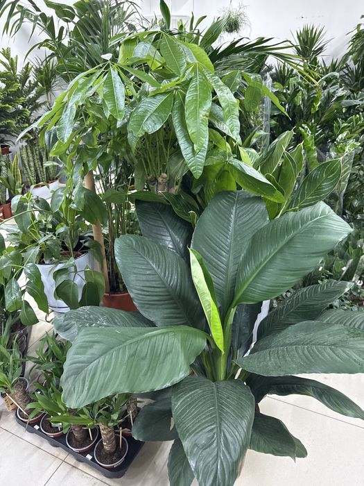 Комнатные растения - озеленение