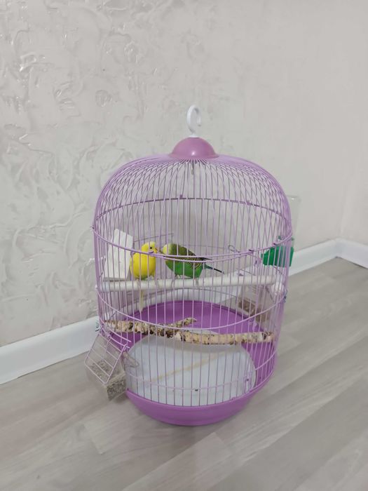 Продам два попугая