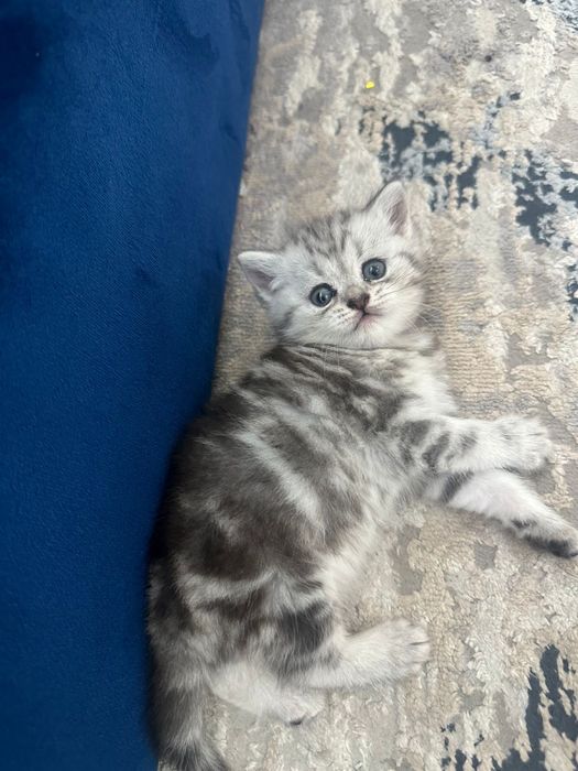 Продаются кошки породистые