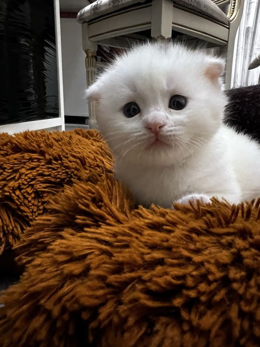 Кошки милые Скоттиш фолд Британский