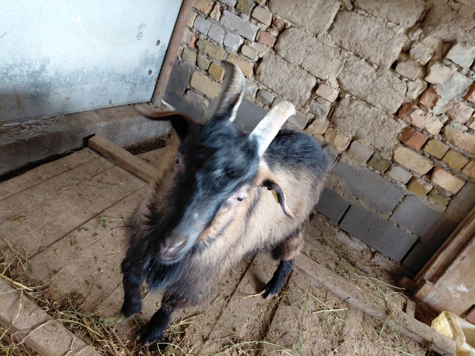 Теке             .