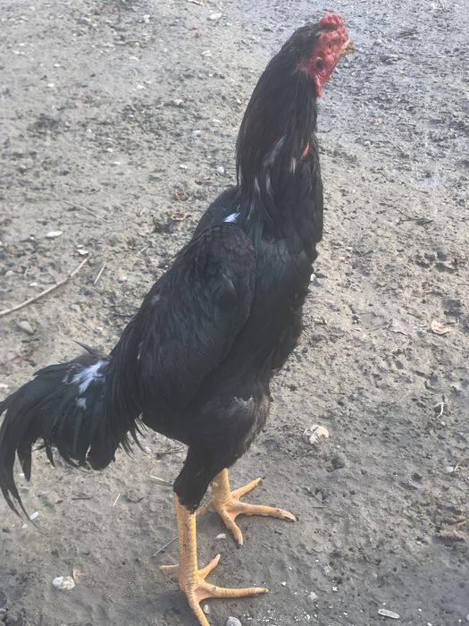 Belgiya o shamo sotiladi