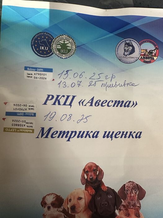 Продам Немецкую овчрку