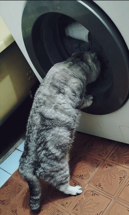 Скоттиш фолд. Кот. Вязка.
