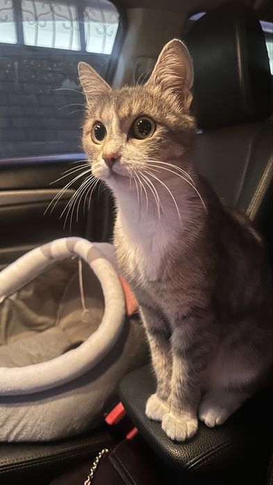 Молоденькая кошечка