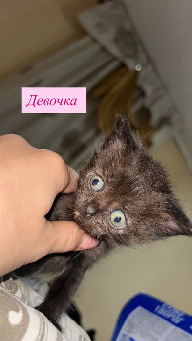 Котята британские
