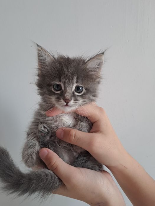 Котята мейн кун 15000тенге