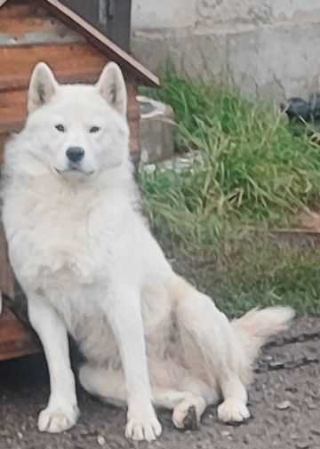 Белый хаски , кабель