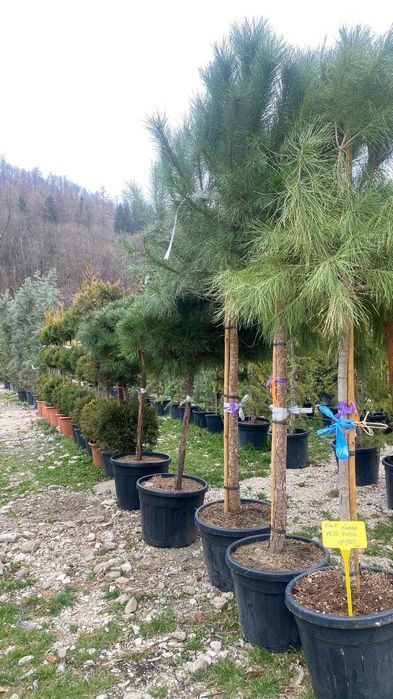 Plante Verzi pentru Curți Private și Spații Comerciale