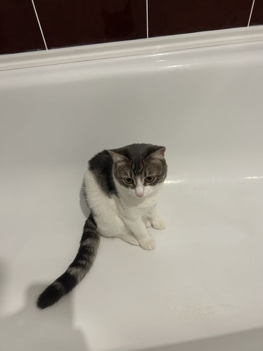 Отдам котенка в добрые руки