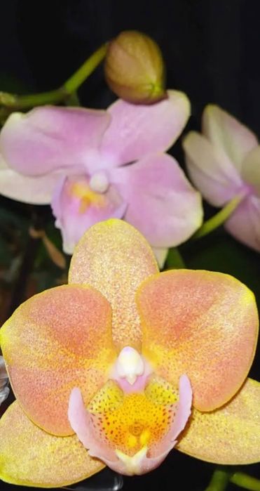 Орхидея фаленопсис