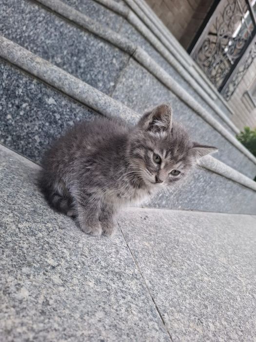 Милый котёнок ищет дом