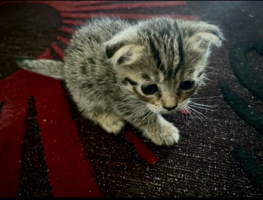 Породистые котята